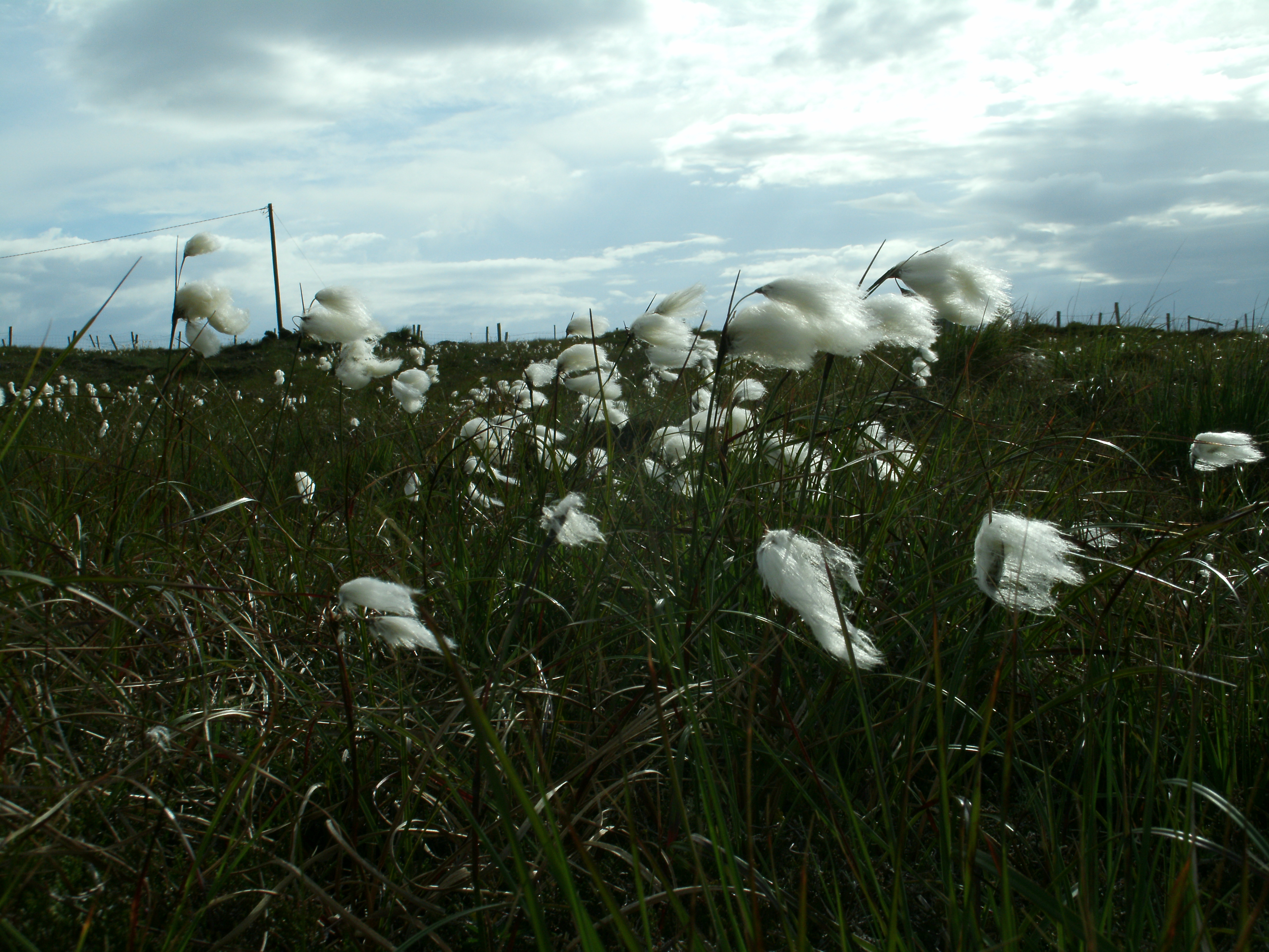 Bog cotton on the slopes of Bloody Foreland
